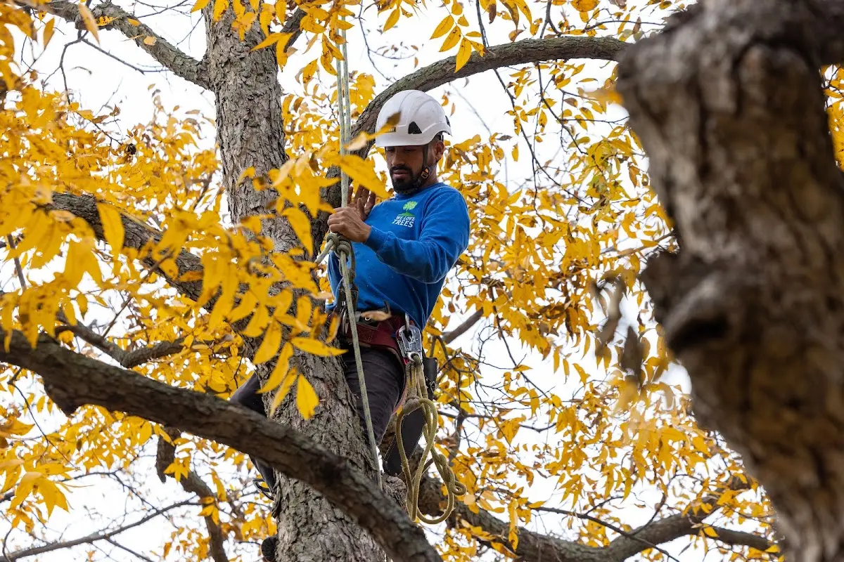 Skilled Tree Planting crew working in Brighton